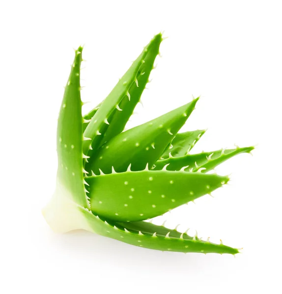 Aloe Diisolasi Pada Latar Belakang Putih — Stok Foto