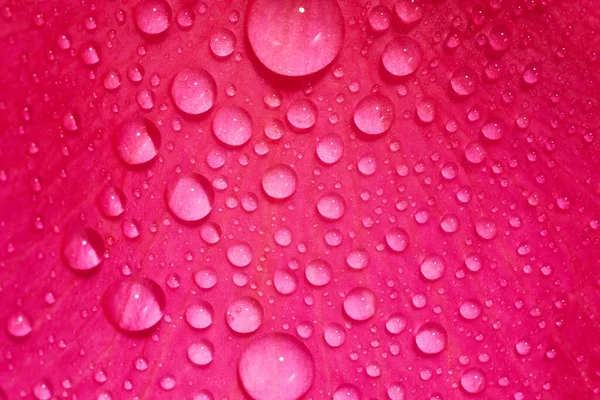 粉色玫瑰花瓣 水滴与白色背景隔离 — 图库照片