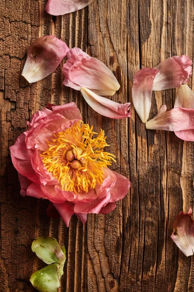 Flor Peonía Telón Fondo Tablones Madera Bodegón Vintage — Foto de Stock