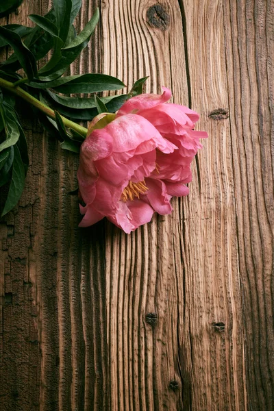Bunga Peony Atas Latar Belakang Kayu Tua — Stok Foto