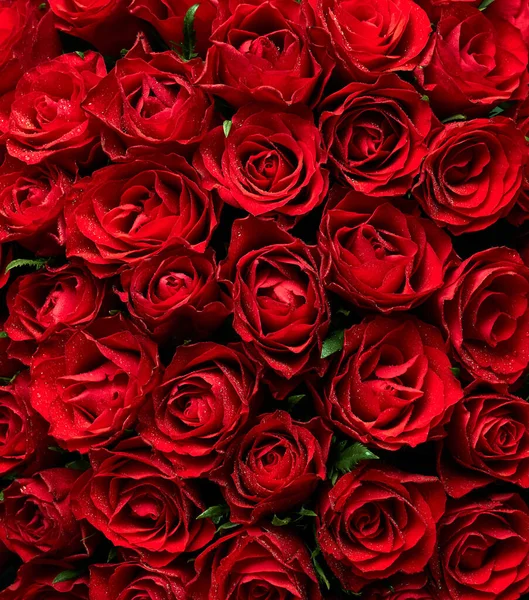 Sfondo Rose Rosse Fiori — Foto Stock