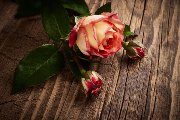 Few Flowers Roses Vintage Wooden Planks Backdrop — Stock Photo, Image