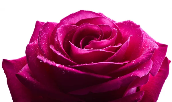 Rosa Rose Isolerad Vit Bakgrund — Stockfoto