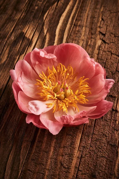 Peony Flower Wooden Background — Stock Photo, Image