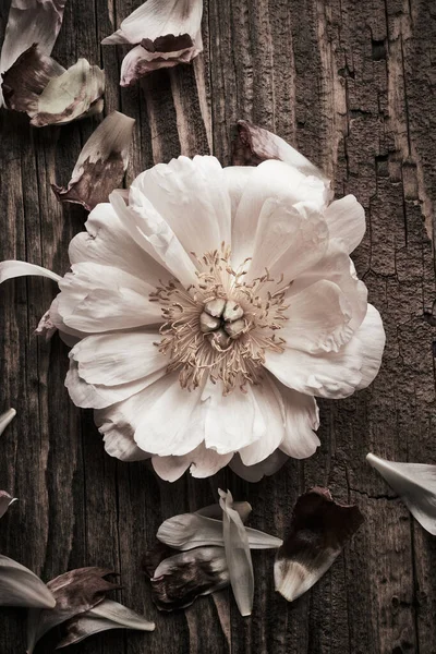 Schöne Pfingstrose Blume Auf Einem Hölzernen Hintergrund Vintage Bucheinband Hintergrund — Stockfoto