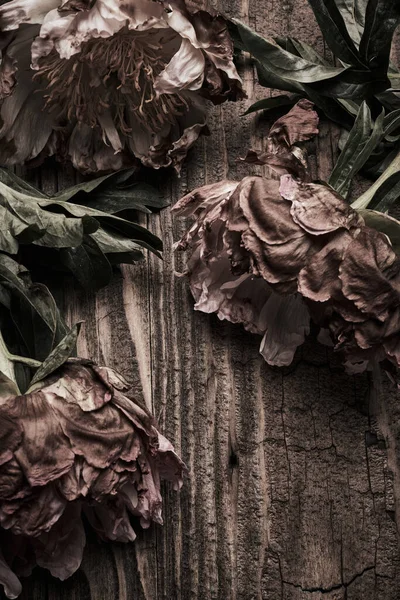 Droge Pioenroos Bloem Verouderde Houten Achtergrond — Stockfoto