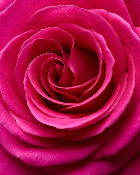 Red Rose Flower Macro Shot Background — Zdjęcie stockowe