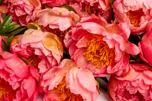 Peônia Flor Sobre Fundo Madeira Envelhecido — Fotografia de Stock