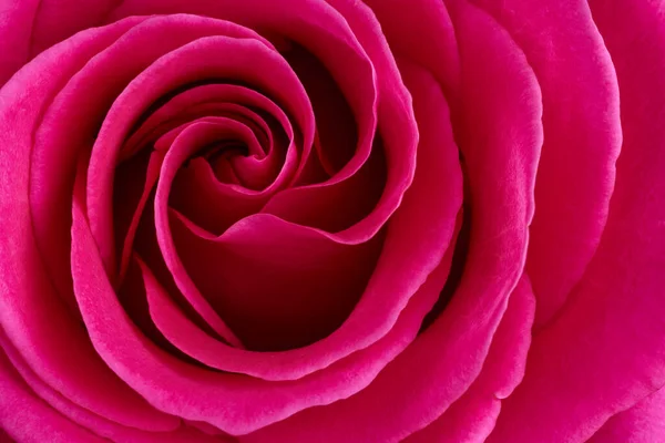 Red Rose Flower Macro Shot Background — Fotografia de Stock