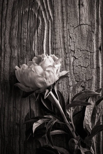 Пионерский Цветок Старом Деревянном Фоне — стоковое фото