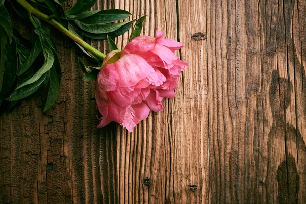 Ahşap Arka Planda Şakayık Çiçeği — Stok fotoğraf