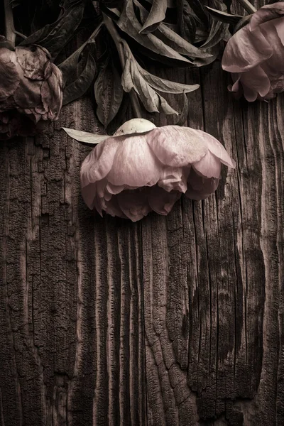 Peonia Fiore Sfondo Legno Invecchiato — Foto Stock