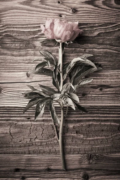 Pfingstrose Blume Über Gealterten Holz Hintergrund — Stockfoto