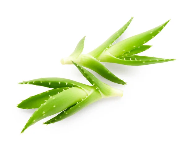 Aloe Vera Beyaz Arkaplanda Izole — Stok fotoğraf