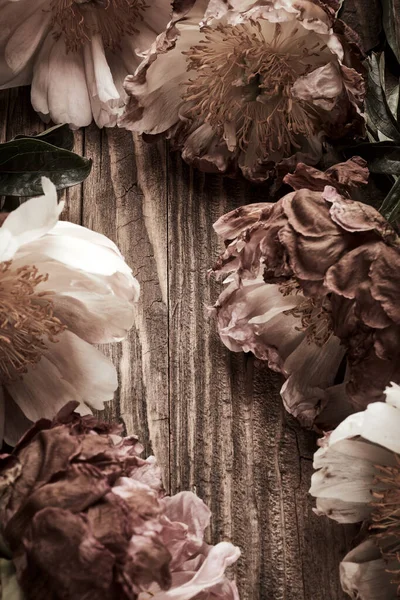 老木の背景に牡丹の花 — ストック写真