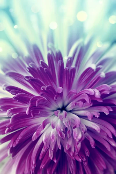 Violet flower — Stock Photo, Image