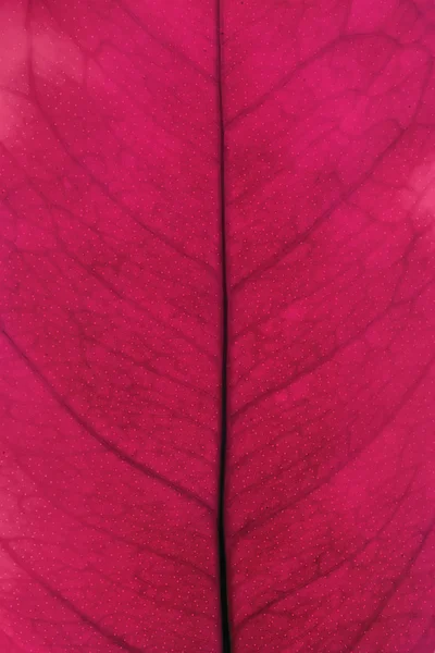 Red leaf closeup — Stock Photo, Image
