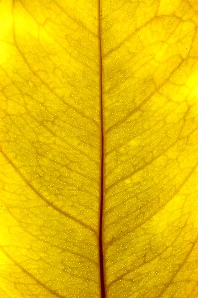 Yellow leaf closeup — Stock Photo, Image