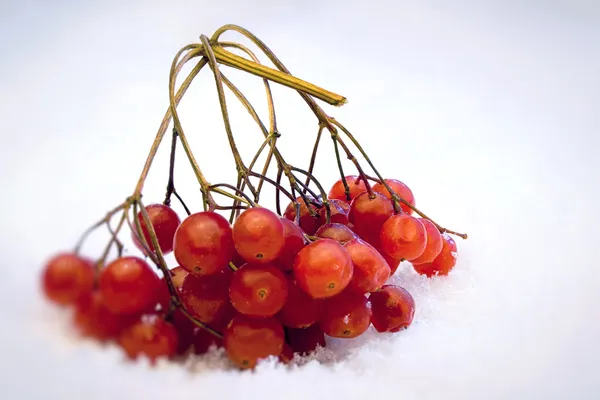 Karda kırmızı meyveler — Stok fotoğraf