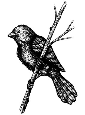 Bir dalda küçük bir kuş