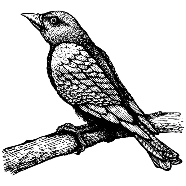 Птица на ветке — стоковый вектор