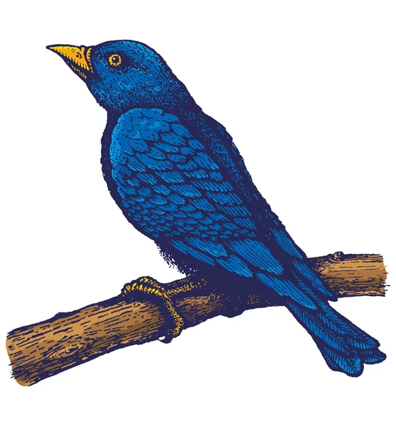 Blauer Vogel — Stockvektor