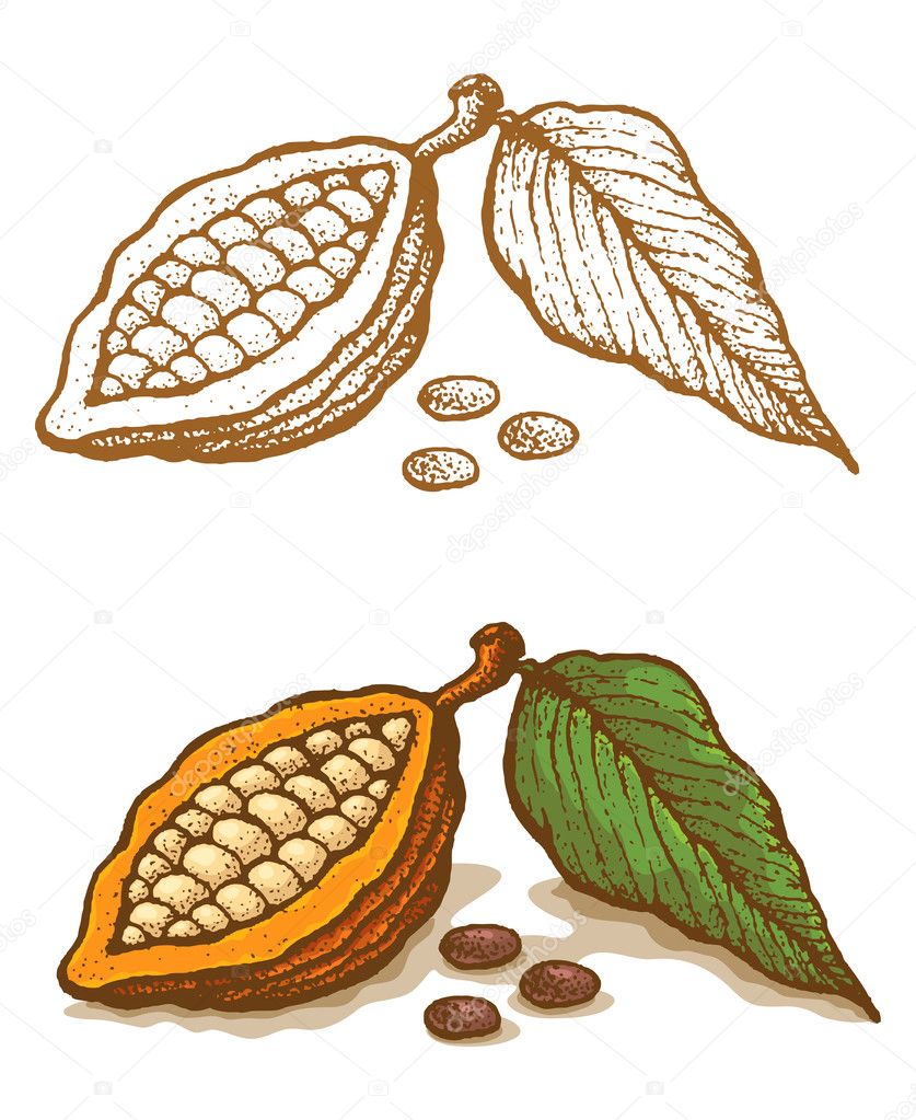 Illustrations of cocoa