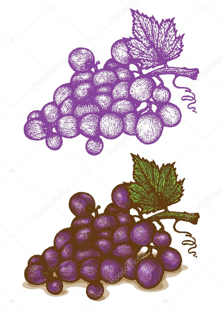 Illustrations of grapes