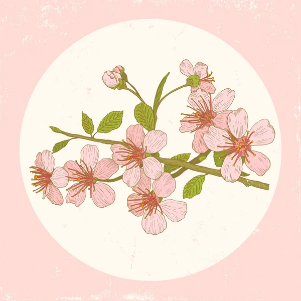 Illustration Kirschblüten — Stockvektor