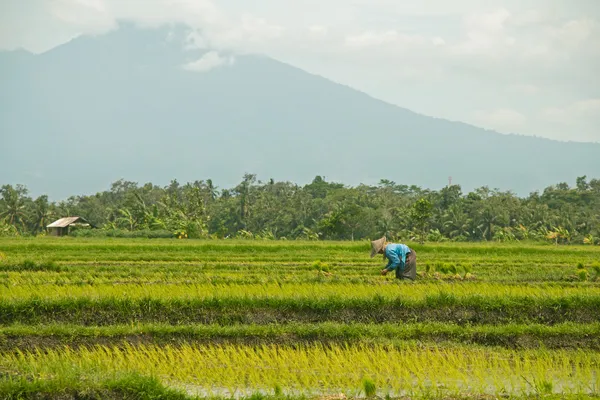 Rice cultivation — Stock Photo, Image