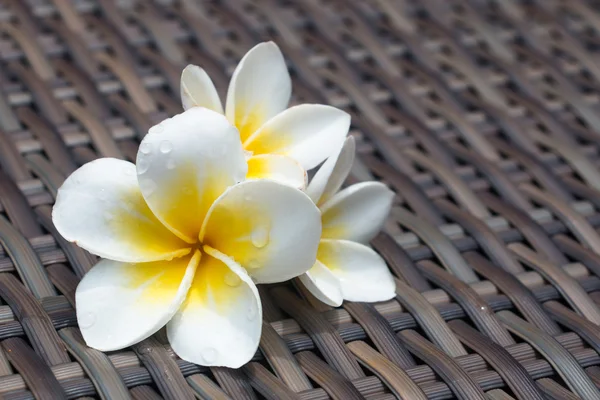 Plumeria (frangipani) — Zdjęcie stockowe