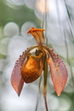 Orkideler bize tropikal bölgelerden gelen dekoratif çiçeklerdir.