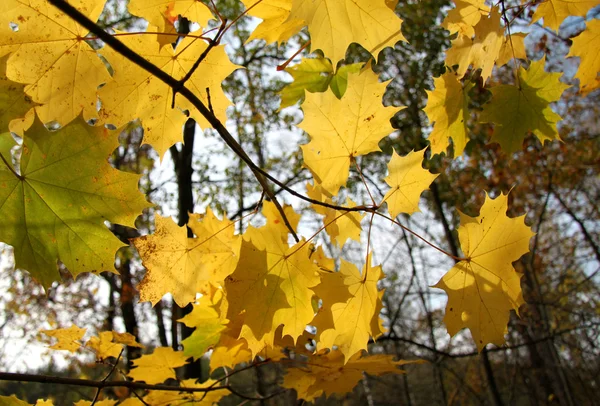 Branche avec feuilles d'érable — Photo