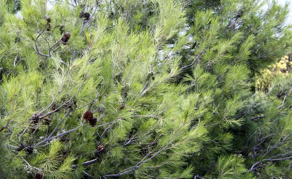 Tak van de zuidelijke pine — Stockfoto