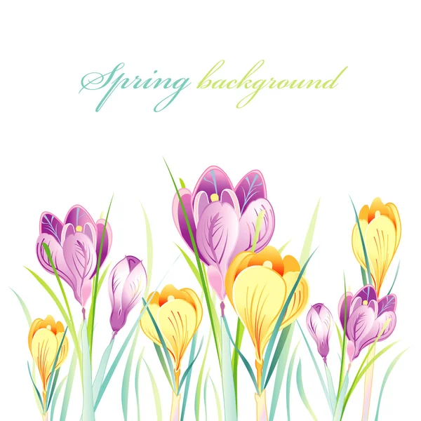 Spring background with crocuses — Stock Vector