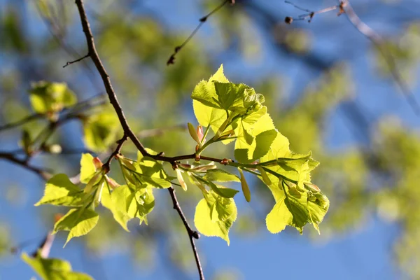 Rama con hojas —  Fotos de Stock