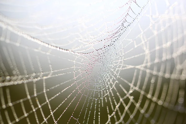 Beautiful Wide Web — Stock Photo, Image