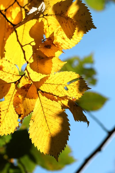 Yellow leaves — Stock Photo, Image