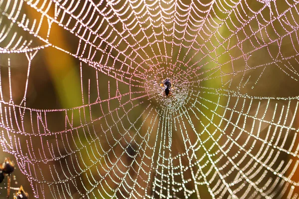 Beautiful Wide Web — Stock Photo, Image