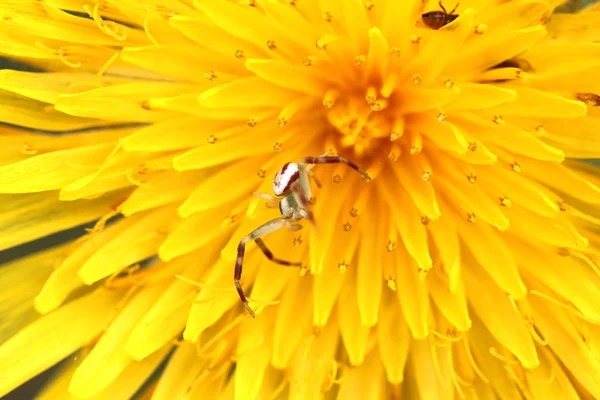 Macro spider on a dandelion — Stock Photo, Image
