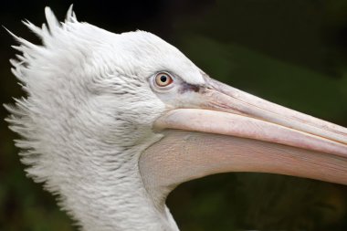 Pelikan portresi