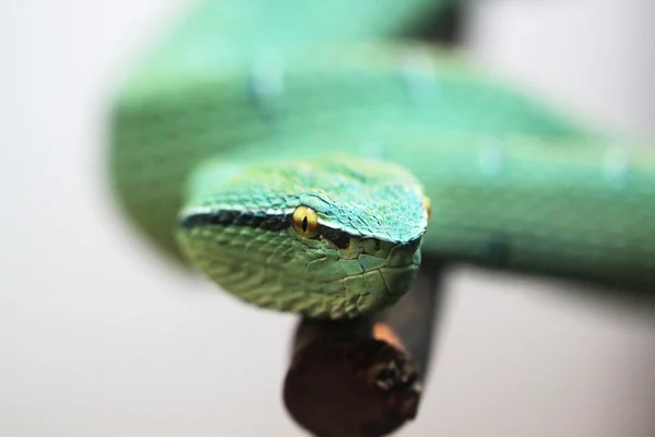 Serpente velenoso verde — Foto Stock