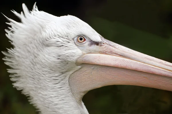 Portrait of pelican — Stock Photo, Image