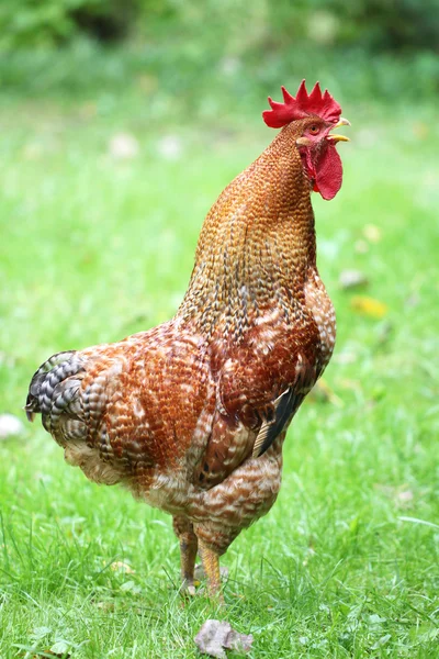 Beautiful cock — Stock Photo, Image