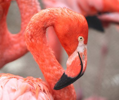 Bir flamingo portresi