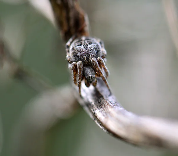아름 다운 거미 — 스톡 사진