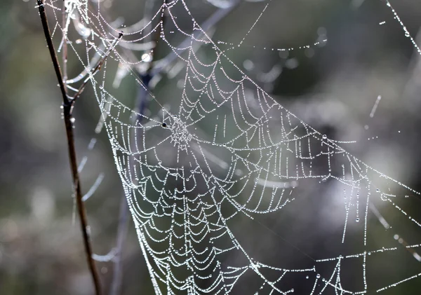 Beautiful Wide Web — Stock Photo, Image