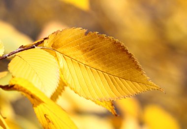 yellow leaves clipart