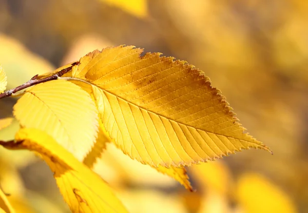 Feuilles jaunes — Photo