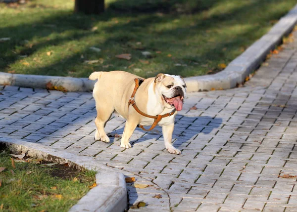 Bulldog divertente — Foto Stock